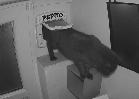 Pepito at#1774202887 NFT artwork