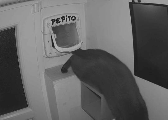 Pepito at#1776739491 NFT artwork