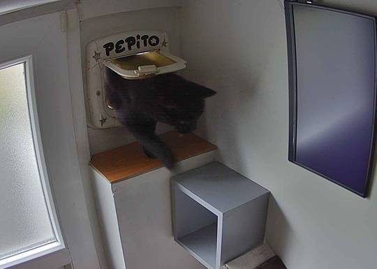 Pepito at#1758458690