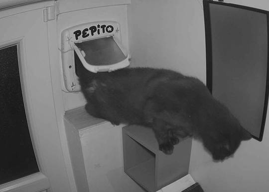 Pepito at#1758512307