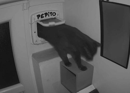 Pepito at#1761254503