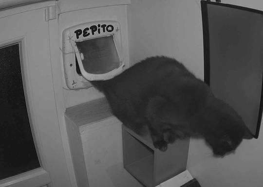Pepito at#1761360224