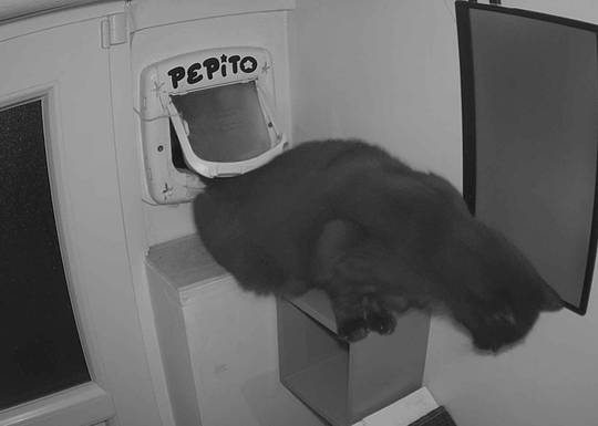 Pepito at#1760988060