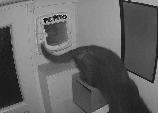 Pepito at#1758679098