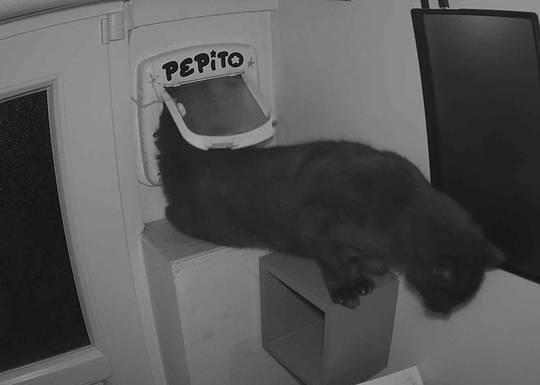 Pepito at#1768068635 NFT artwork