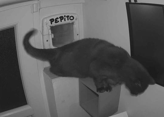 Pepito at#1774648392 NFT artwork