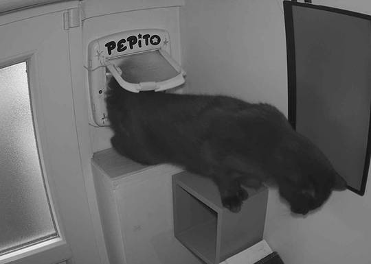 Pepito at#1761409983
